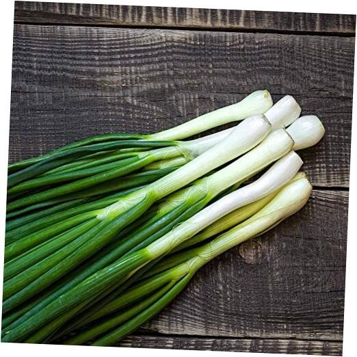 1000 Tokyo Long White Bunching Onion Seeds for Planting Short Day Heirloom Non