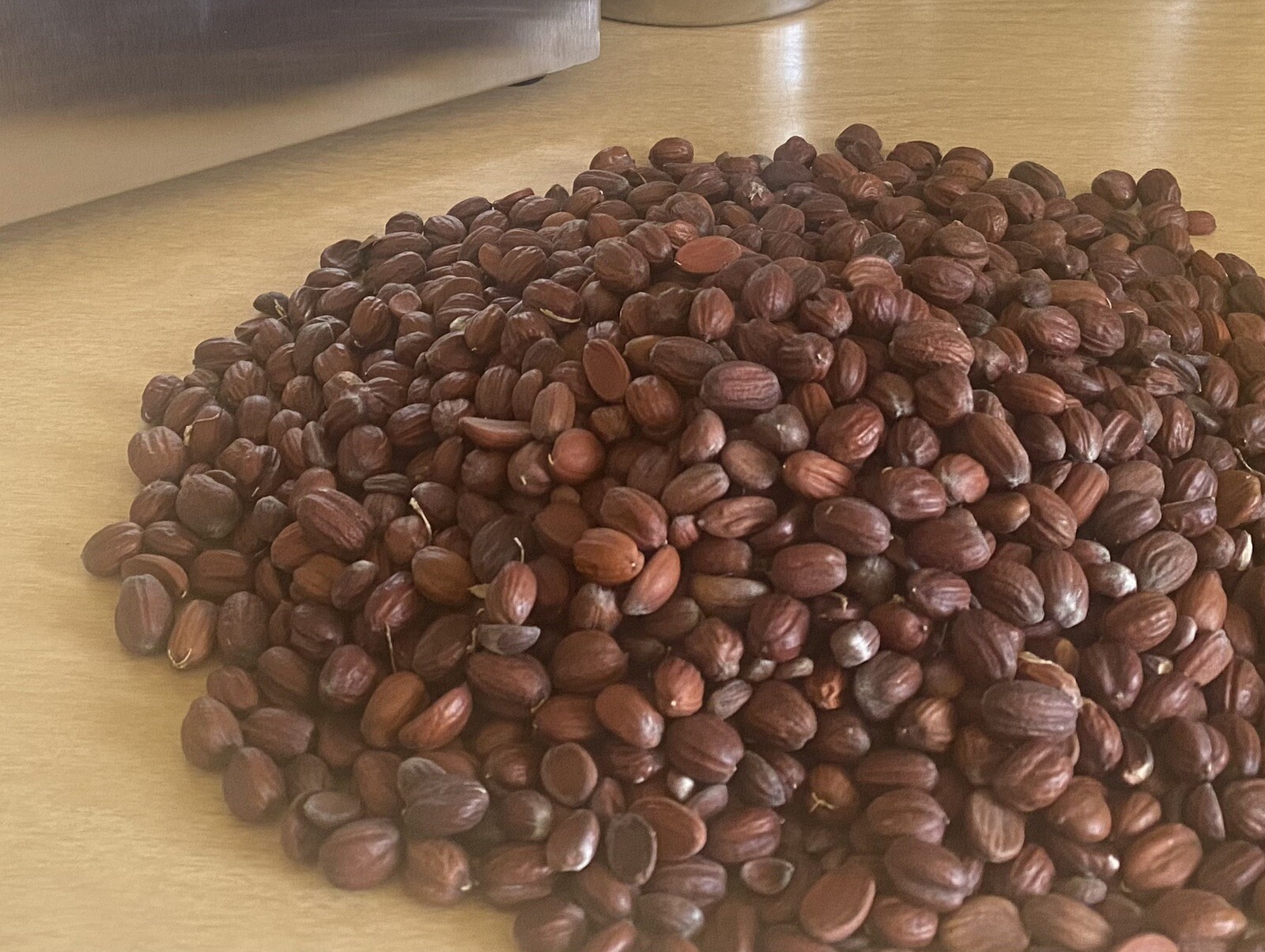 Arizona, Jojoba Tree Seeds , lot of 30 pcs