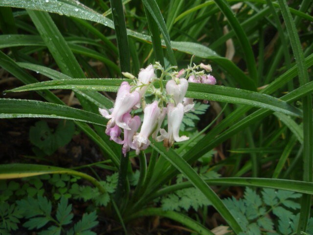 Fernleaf Bleeding Heart/Dicentra eximia pink seeds