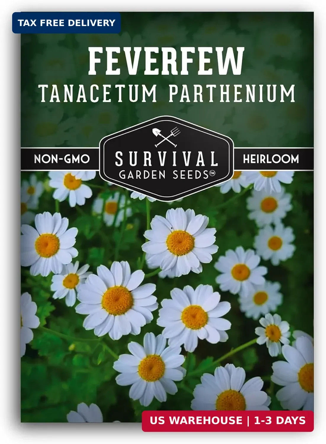 Feverfew Seeds for Planting – Perennial Daisy-Like Flower Herb, Pollinator Frien