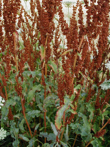 Yellow Dock Seed ~ Rumex crispus ~ 500 to 12oz bulk