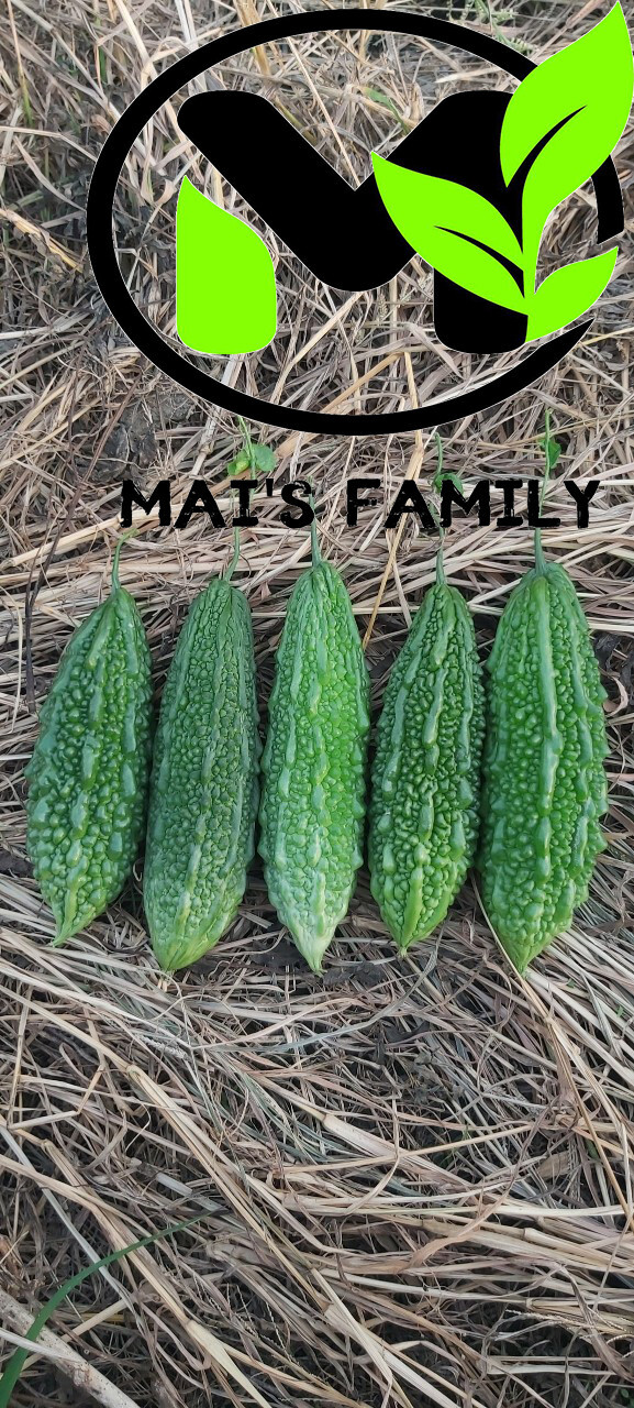 Indian Long Bitter Melon Seeds, Khổ qua rừng gai. Non-GMO Heirloom