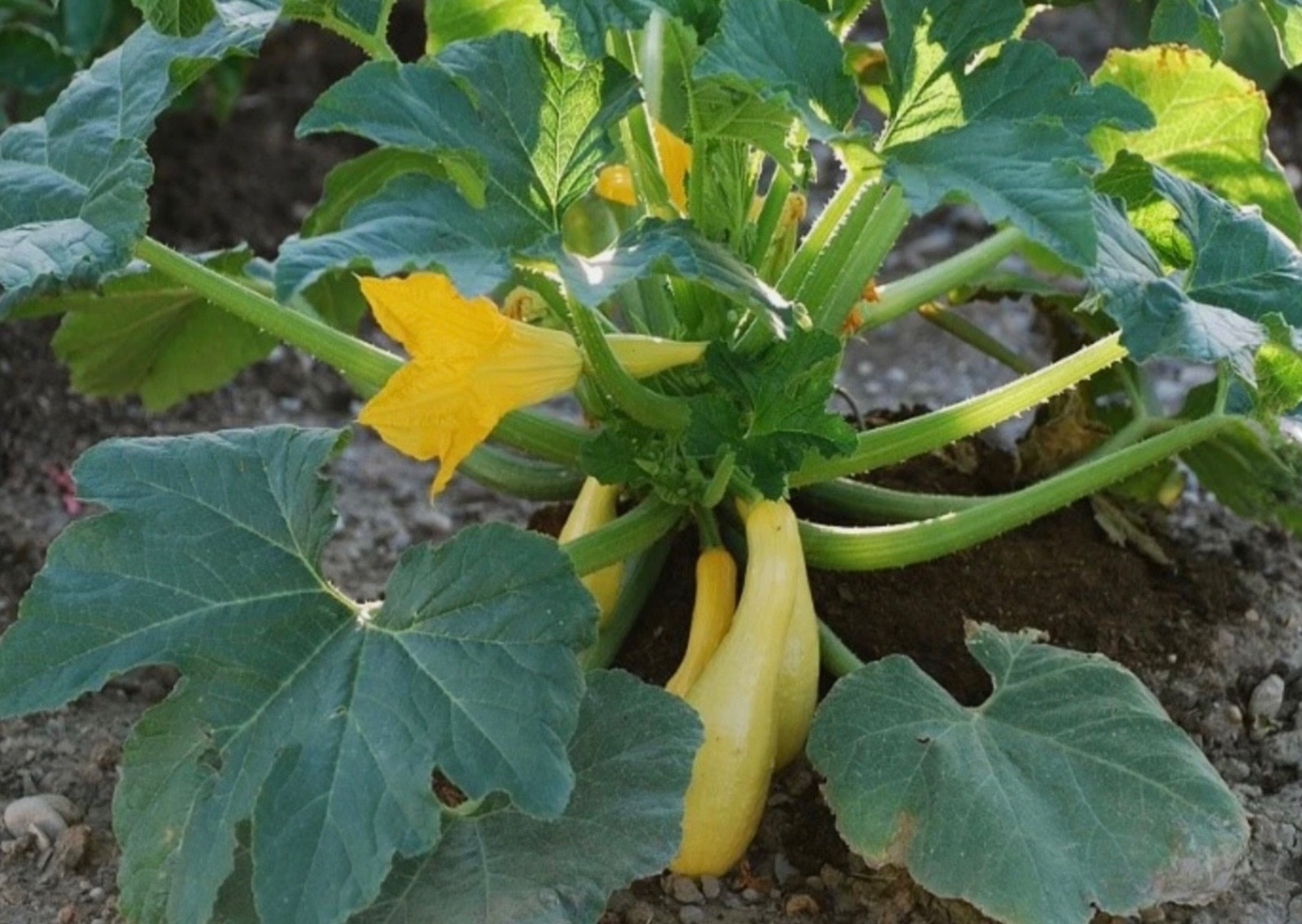 Fresh Organic Early Prolific Straightneck Yellow Summer Squash Seeds, 2026 🇺🇸