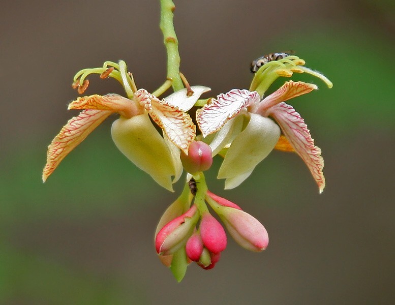 Tamarindus Indica 100 Seeds, Ornamental Tamarind Medicinal Edible Fruit Tree