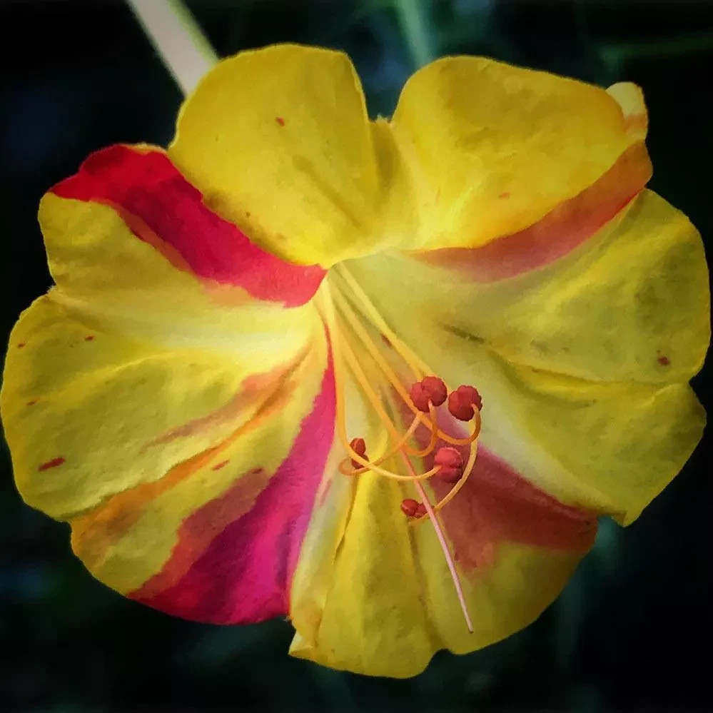Broken Colors Four O’clock, *NEW Mirabilis Jalapa 25 Seeds Free Shipping!