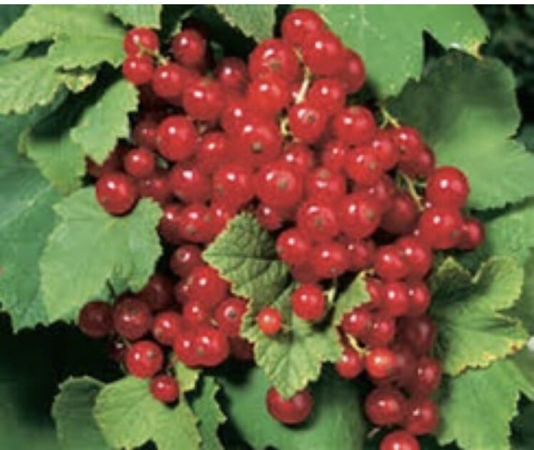 16-20″ tall 1 liter container Red Lake Currant Plant dormant well rooted plant