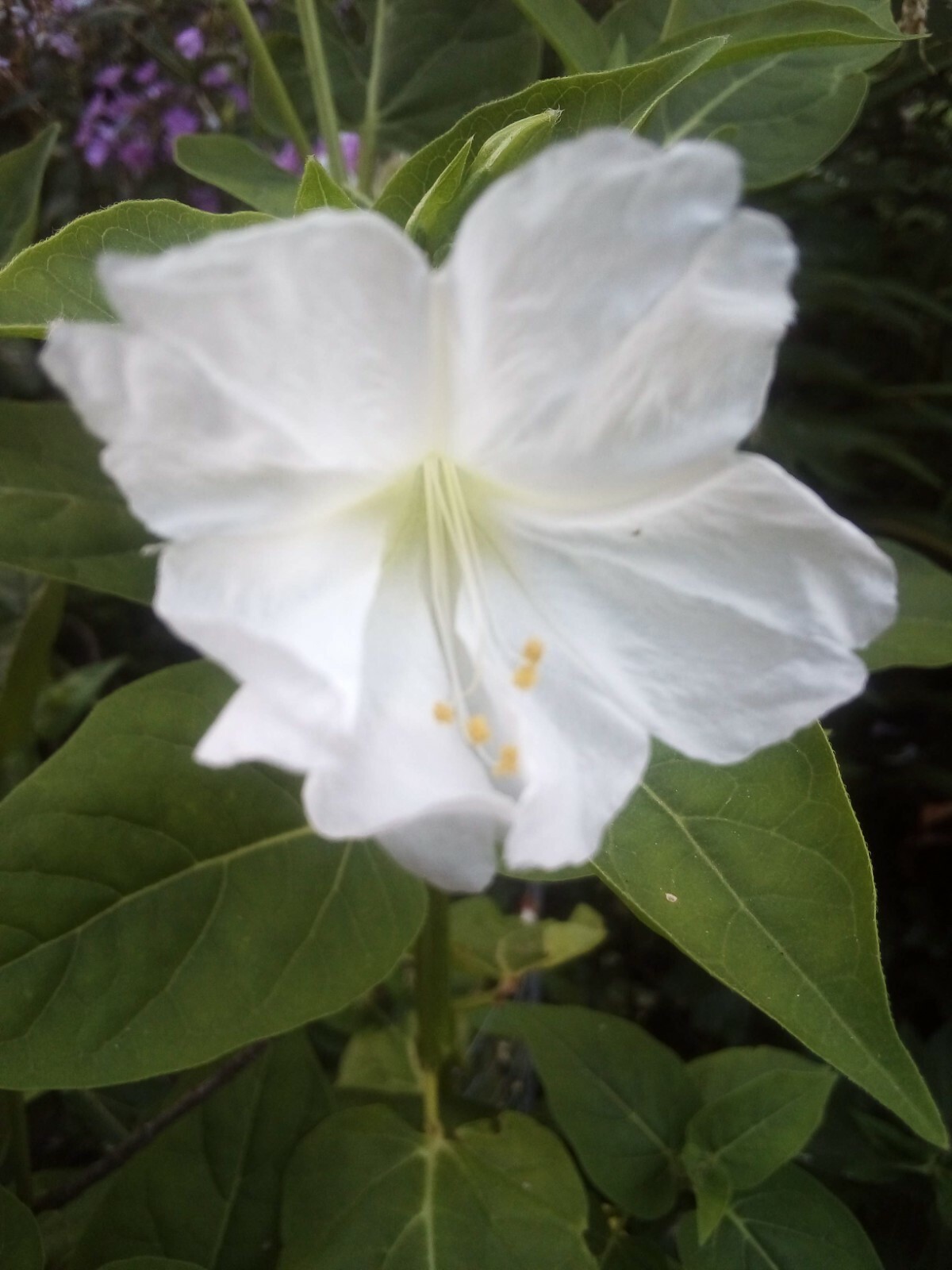 10 SEEDS WHITE FOUR O’ CLOCK MIRABILIS JALAPA