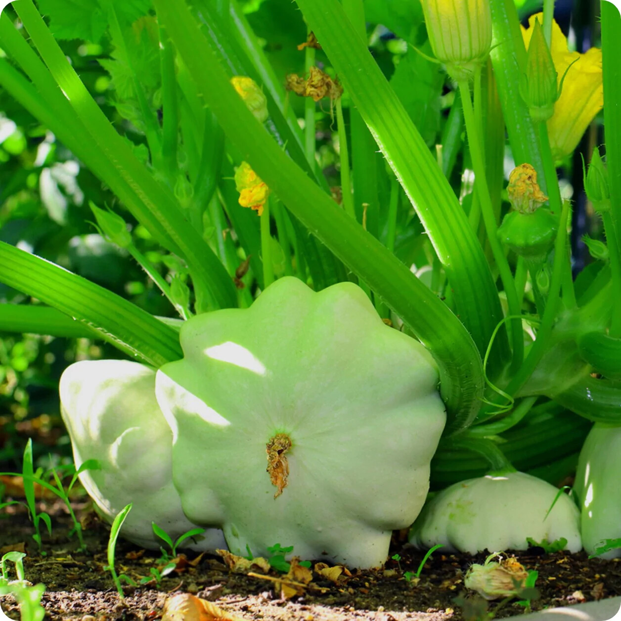 Green Tint Scallop Summer Squash Seeds, NON-GMO, Pattypan Squash, FREE SHIPPING