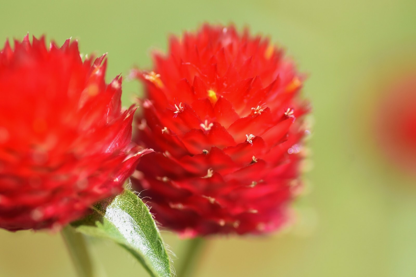 Strawberry Fields {Gomphrena haageana}Globe Amaranth 20+seeds Free US Shipping!