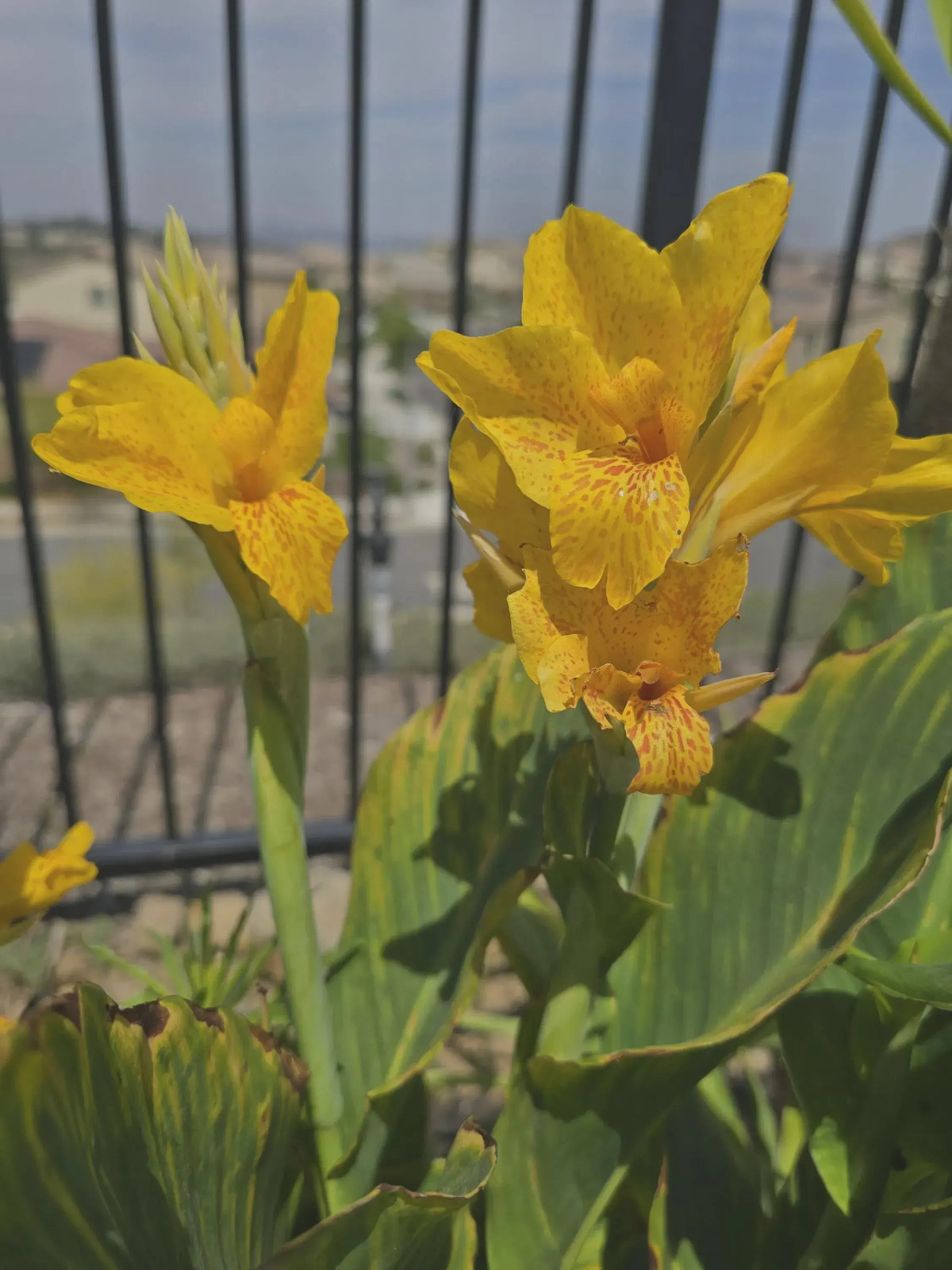Golden Lucifer Rhizomes: Yellow, Red Speckled Blooms – 3-Rhizomes