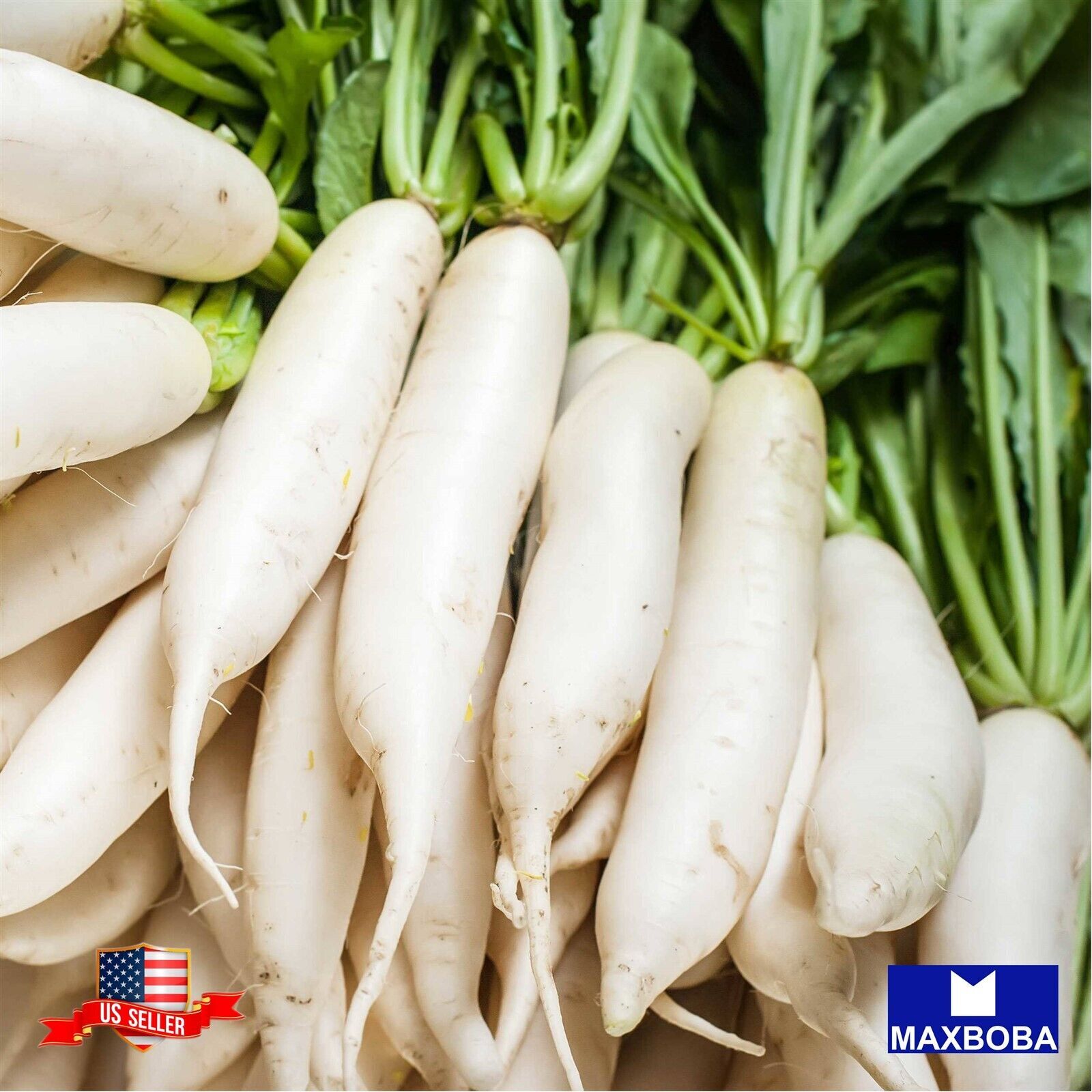 Radish Fresh Seeds Daikon Organic Cover Crop Non-GMO Garden