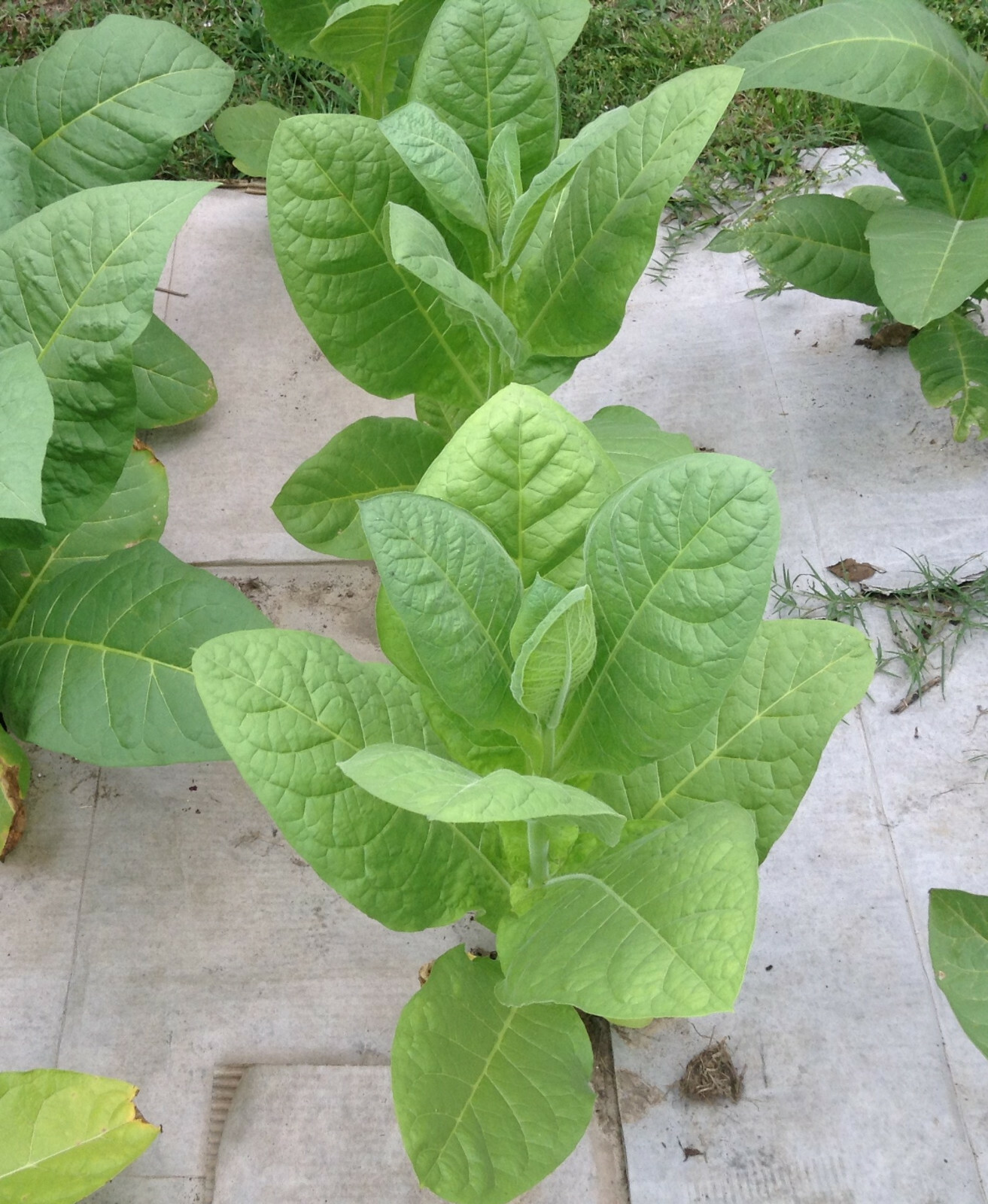 Caribbean Style Cigar Tobacco Seed Blend Kit – (1000+ seed each of 3 varietes)