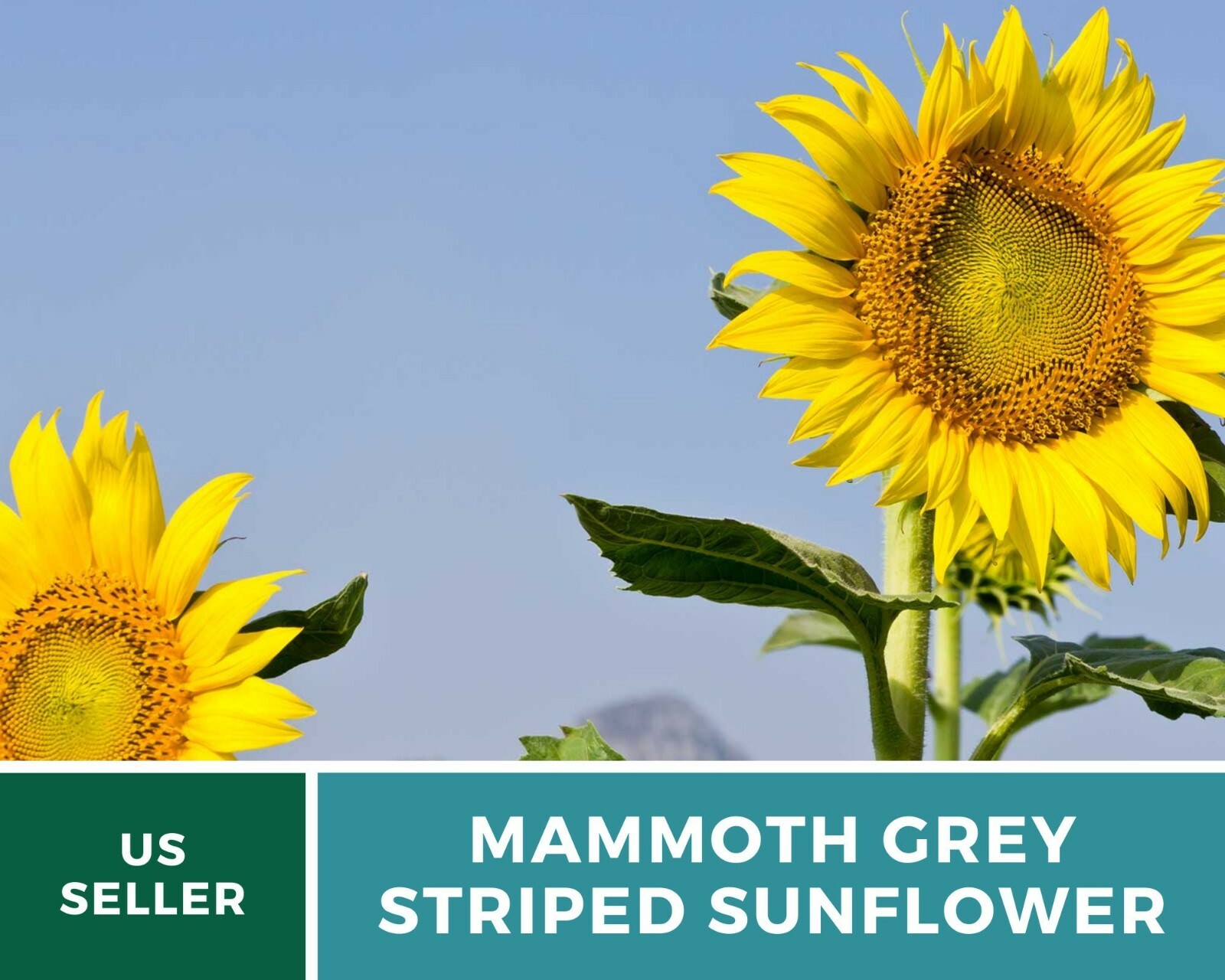Sunflower, Mammoth Grey Stripe – Heirloom Seeds – Medicinal & Culinary – GMO Fr