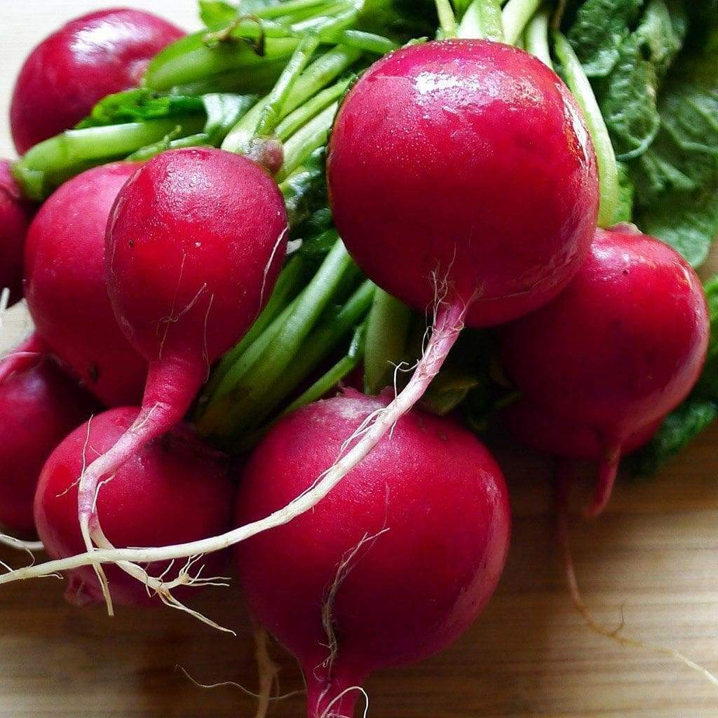 Cherry Belle Radish Seeds 200 Ct Vegetable Garden Heirloom NON-GMO USA FREE S&H