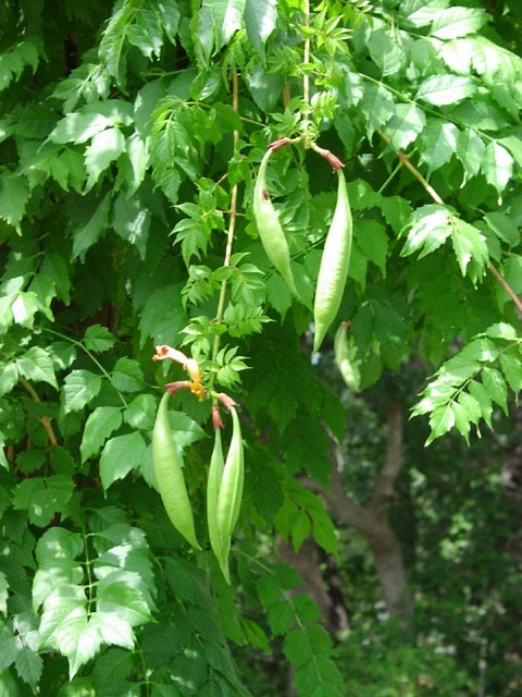 Trumpet Creeper, Campsis radicans, Vine Seeds (Fast, Showy, Hummingbirds, Hardy)