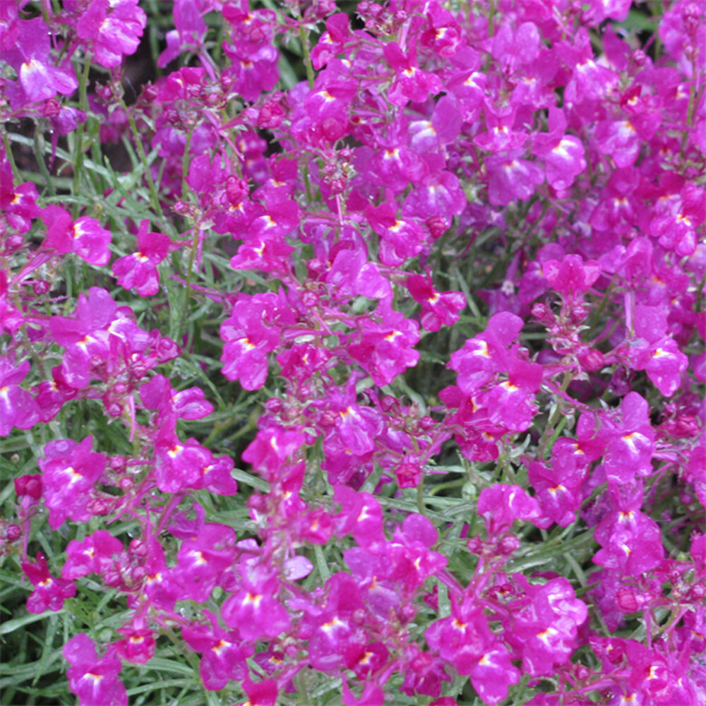 1000+ SEEDS LINARIA VULGARIS toadflax for germination flowering bloom garden bed