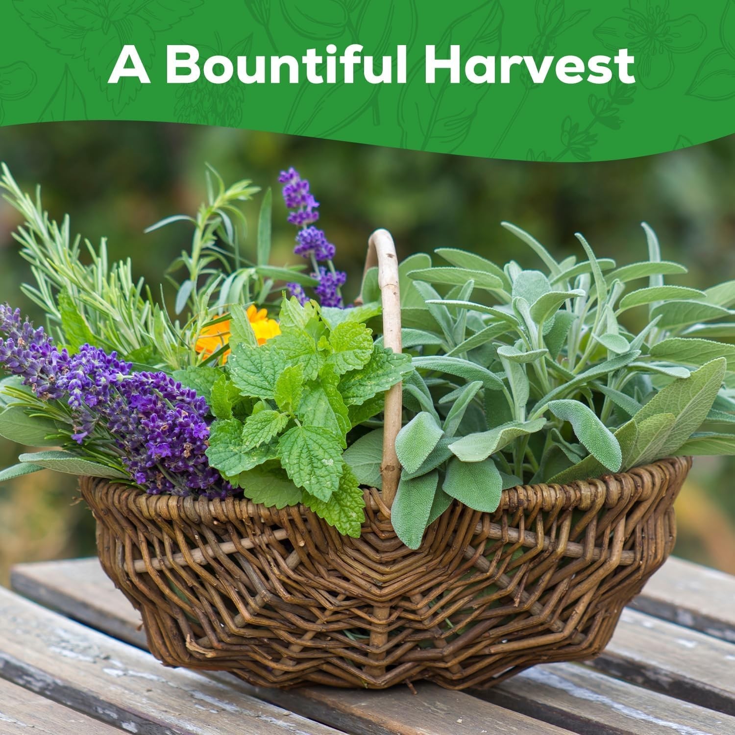 Assorted Non-GMO Herb Seed Pack – 10 Heirloom Varieties for Gardening