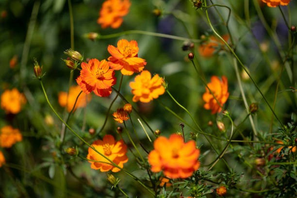 200 DWARF SULPHUR COSMOS SEEDS | 2026 SALE FREE SHIPPING NON GMO