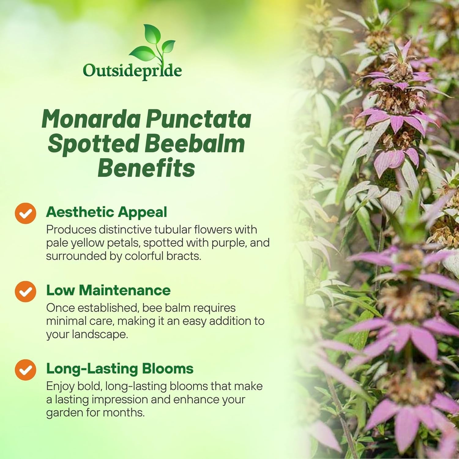 1000 Seeds Monarda Punctata Spotted Beebalm Horsemint Garden Flower Plant Seeds