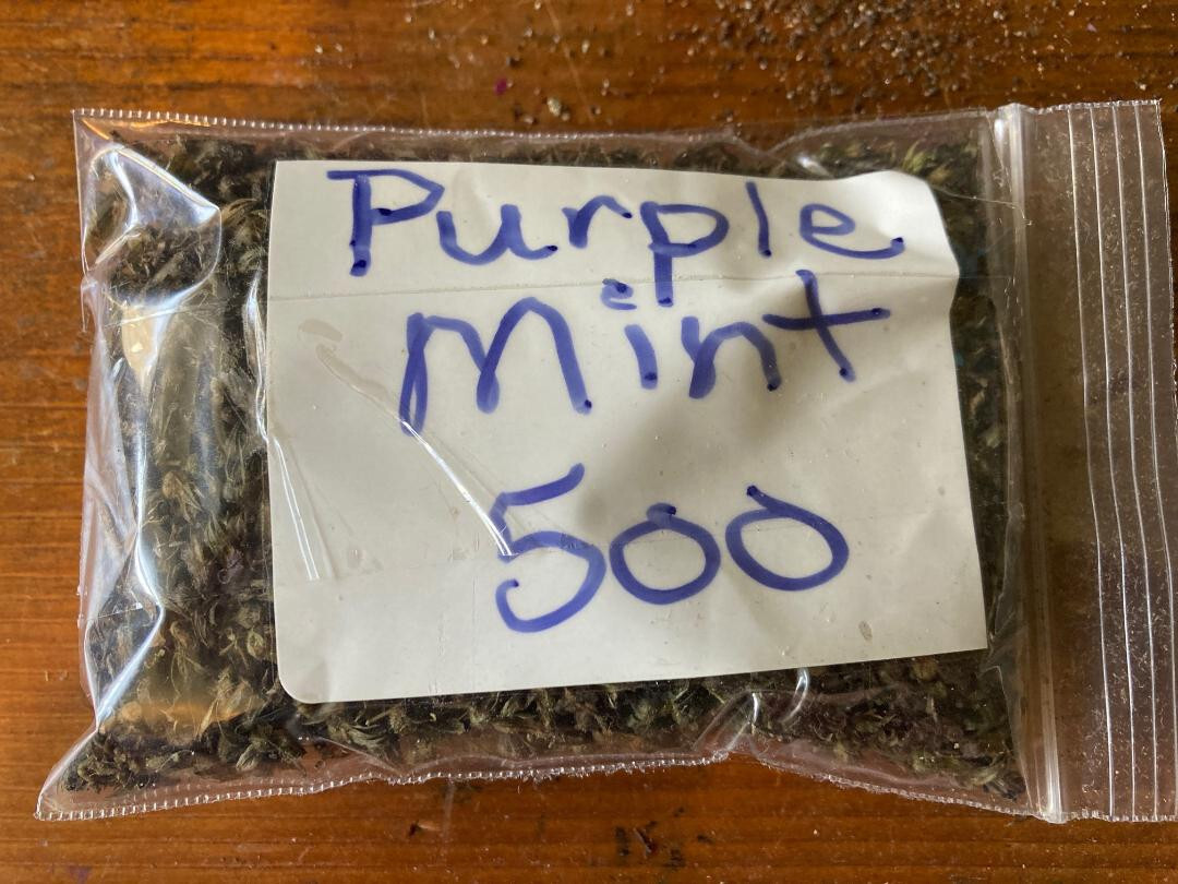 Purple Mint Perilla Plant (Beefsteak)Great Mint Over 500+ Seeds USA Home Grown