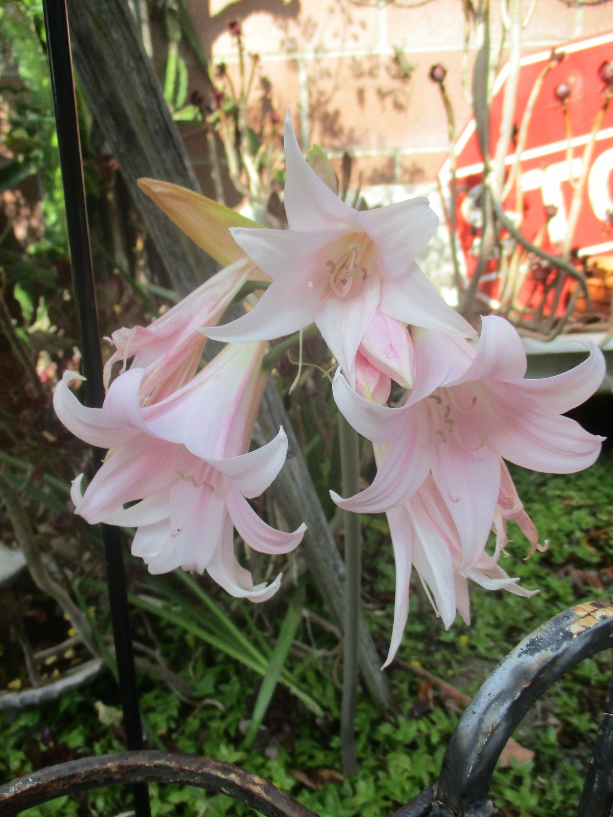 Amaryllis Belladonna Pink Naked Lady Ladies 5 bulbs Bulb