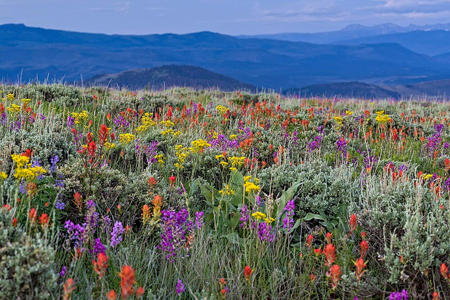 Drought Tolerant Wildflower Seeds Kit Open-Pollinated Bulk Wild Flower Seed