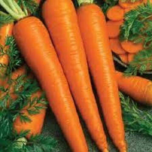 Premium Imperator 58 Carrot – Fresh Organic, Heirloom Seeds – Sweet and Tender!