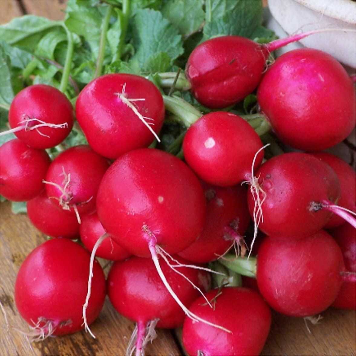Radish Seeds, Champion Radish Seeds, “COOL BEANS N SPROUTS” Brand. Heirloom.