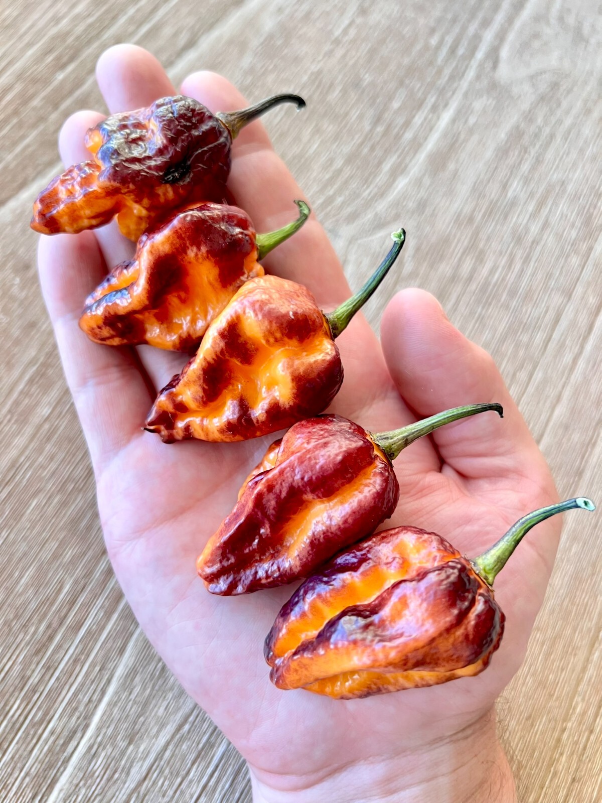 Pockmark Orange Superhot Pepper Seeds – Non-GMO Organic Superhot Pepper
