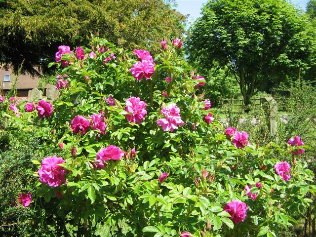 Pink Rugosa Rose, Rosa rugosa Pink, Shrub Seeds