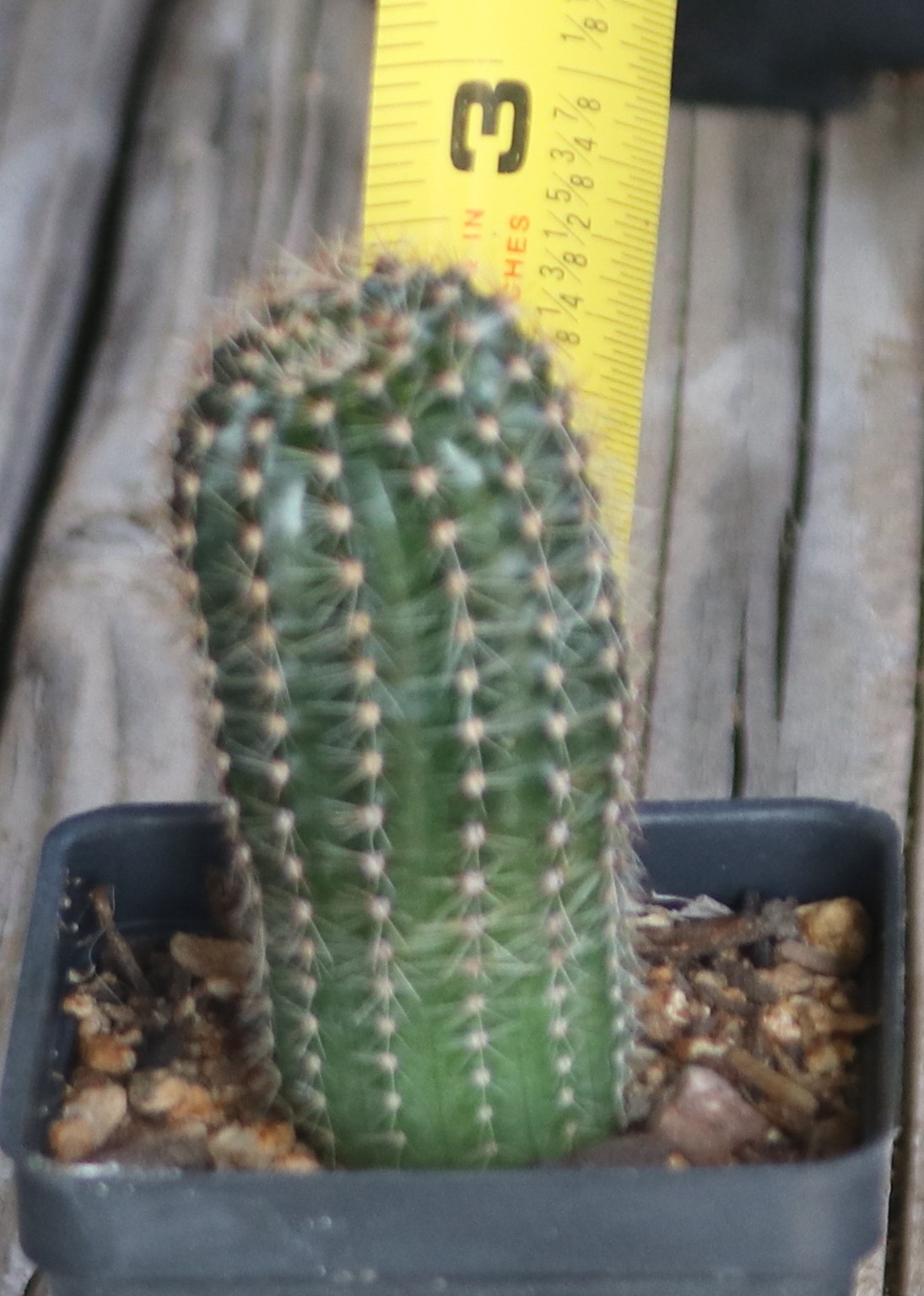 Echinopsis hybrid ‘Sex On The Beach’