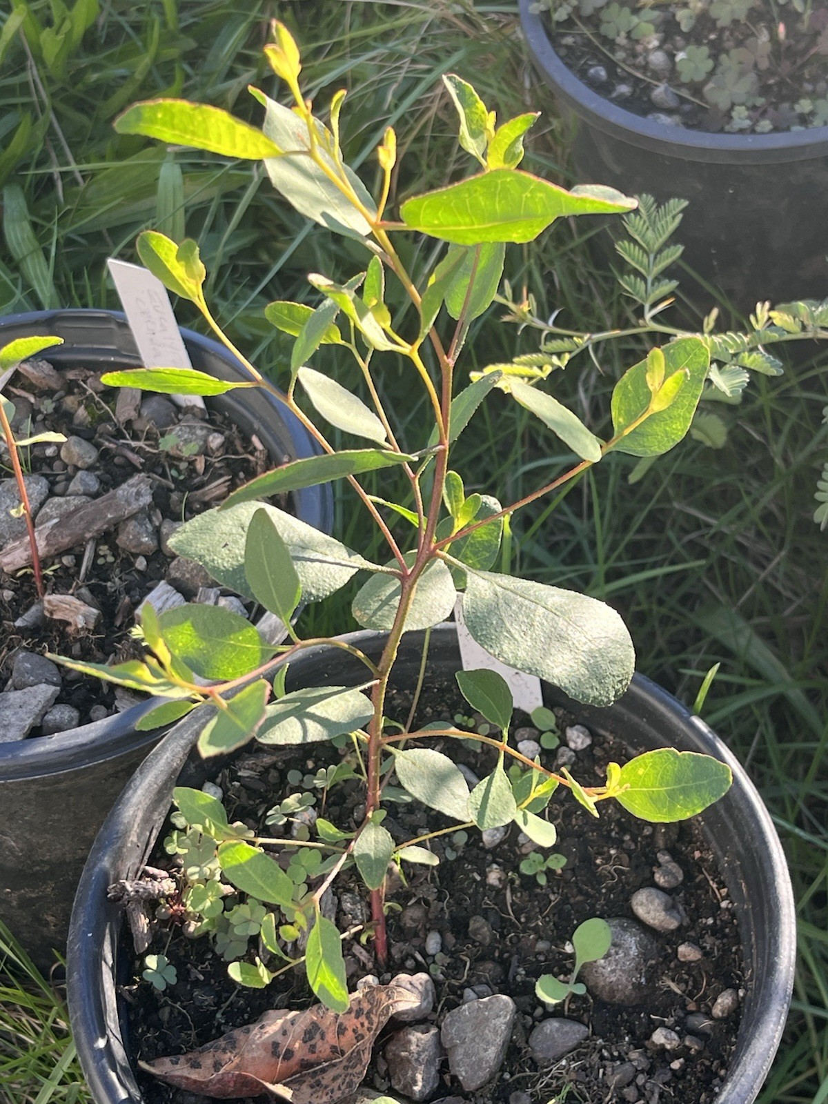 Eucalyptus cernua Seeds – ‘Red flowered Moort’