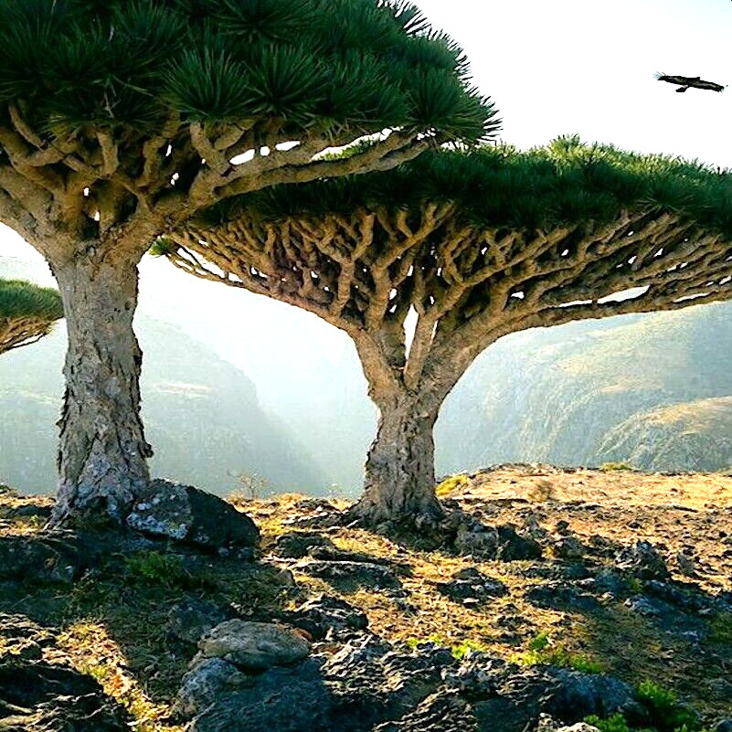 10 Dragon’s Blood Tree Seeds (Dracaena draco) Exotic Canary Island Palm Bonsai