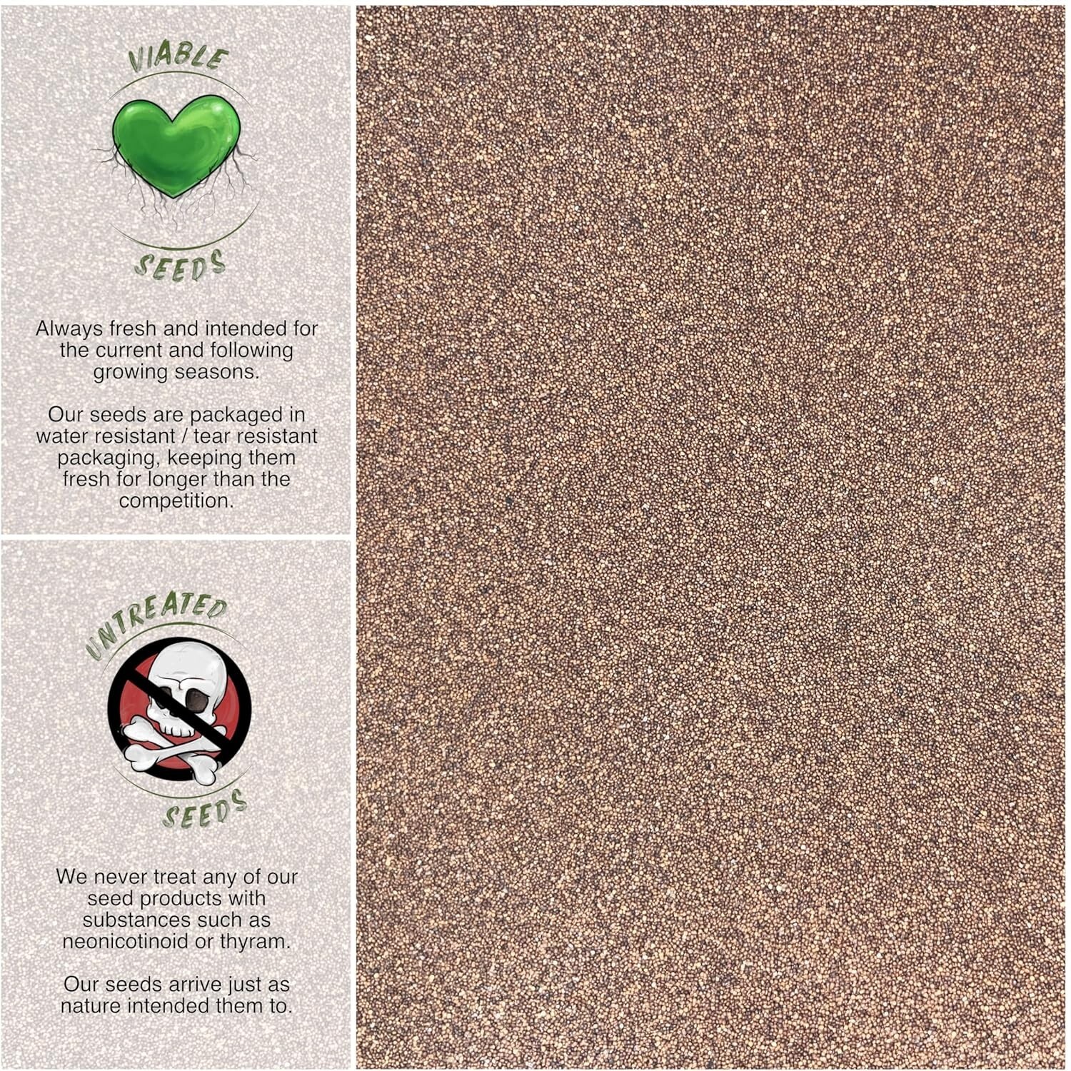 40,000 Heirloom Wild Creeping Thyme Seeds for Vibrant Rock & Butterfly Gardens