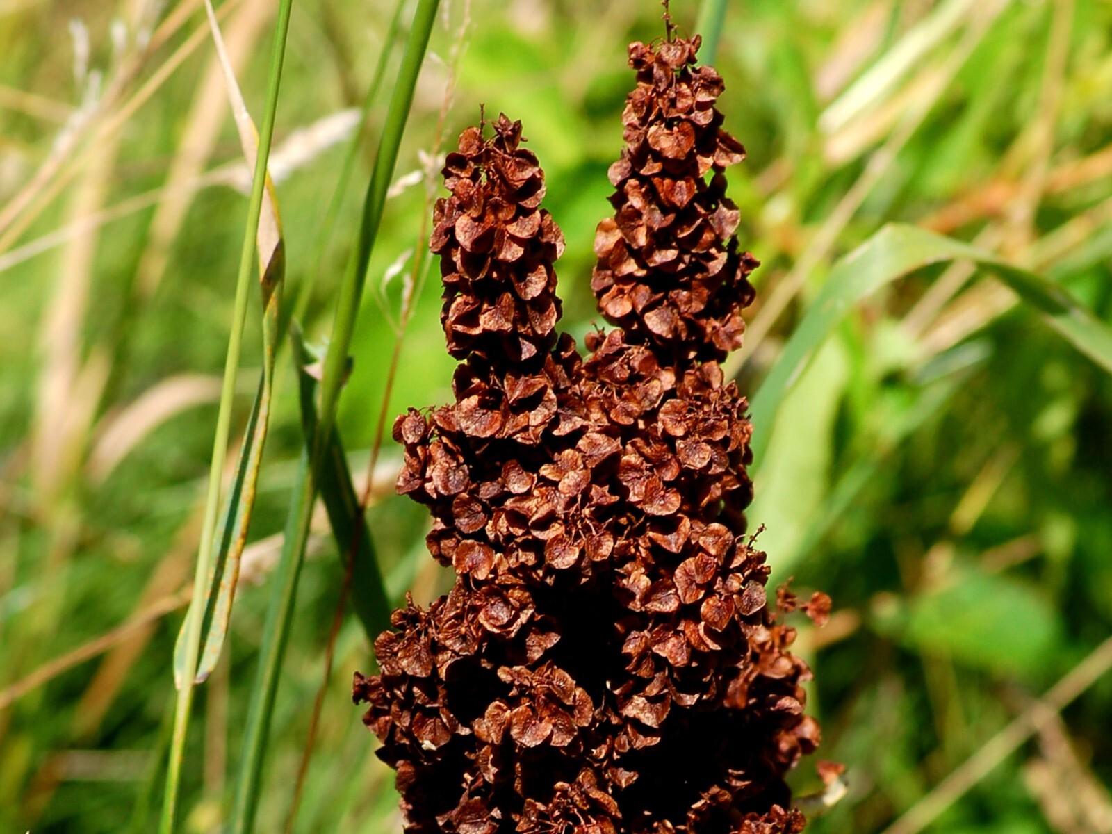 Curly Dock ( Yellow Dock medicinal) ‘Rumex crispus’ seeds/ GMO Free/ grown in MN