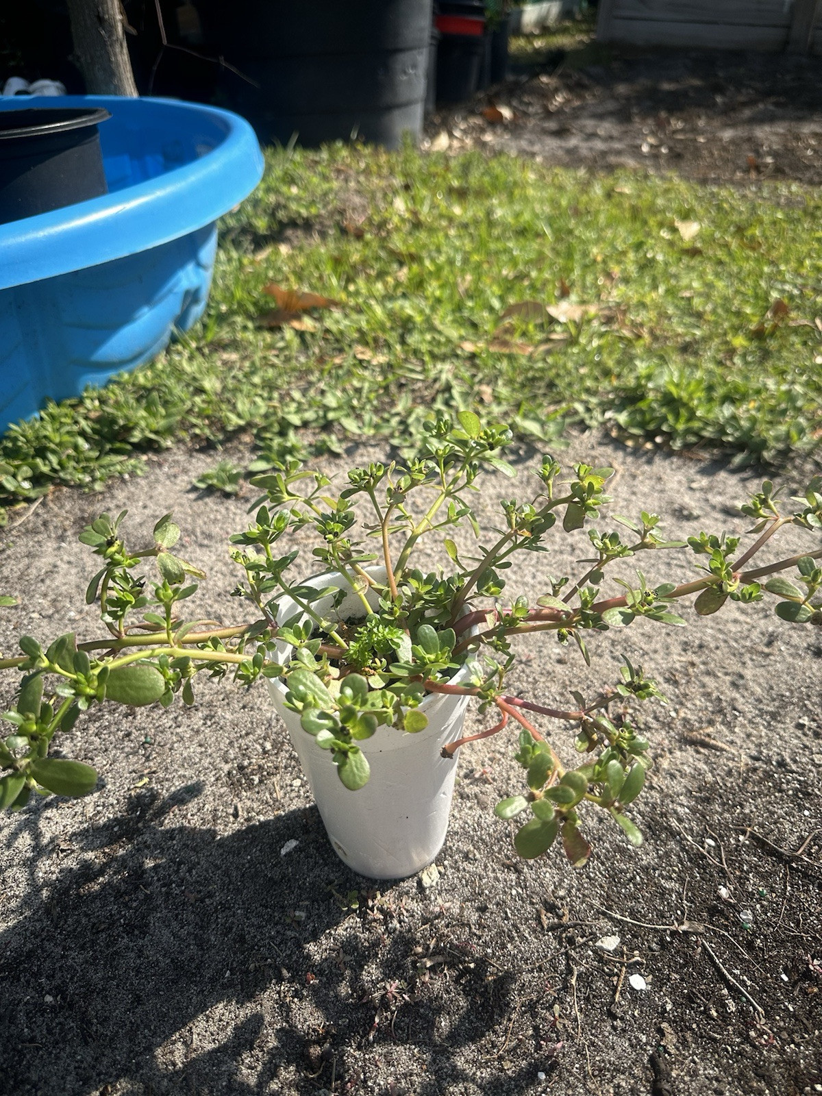 1 Pot Live Roots Plant , Portulaca Sativa Most Omega 3 Of Any Leafy (Rau Sam )