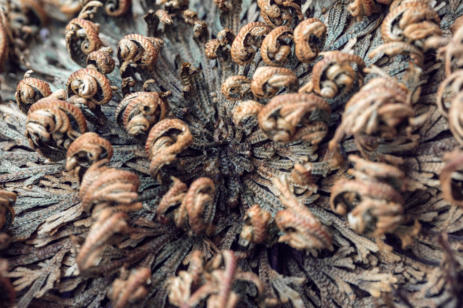 Rose of Jericho Flower Resurrection Rose Flor de Peña Selaginella Lepidoph Plant