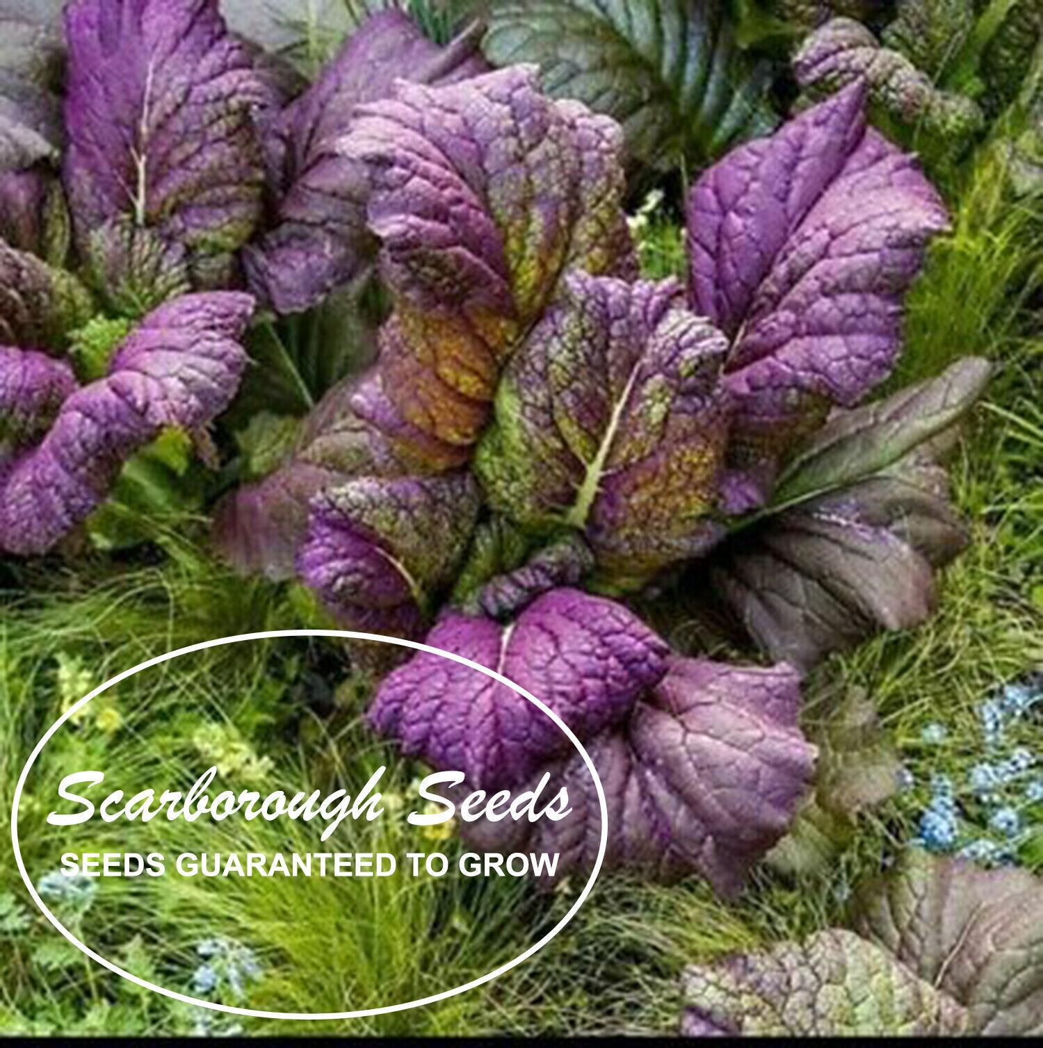 SCARBOROUGH SEEDS Osaka Purple Mustard 500 Seeds-Open Pollinated-Non GMO-USA