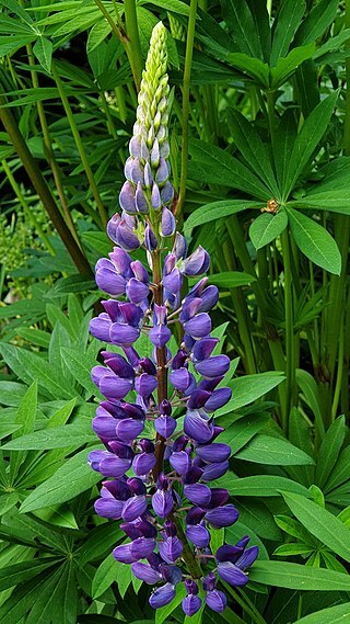 RUSSELL LUPINE MIX 50 SEEDS, MIX OF RED, PURPLE, BLUE/WHITE, PINK, AND MORE…