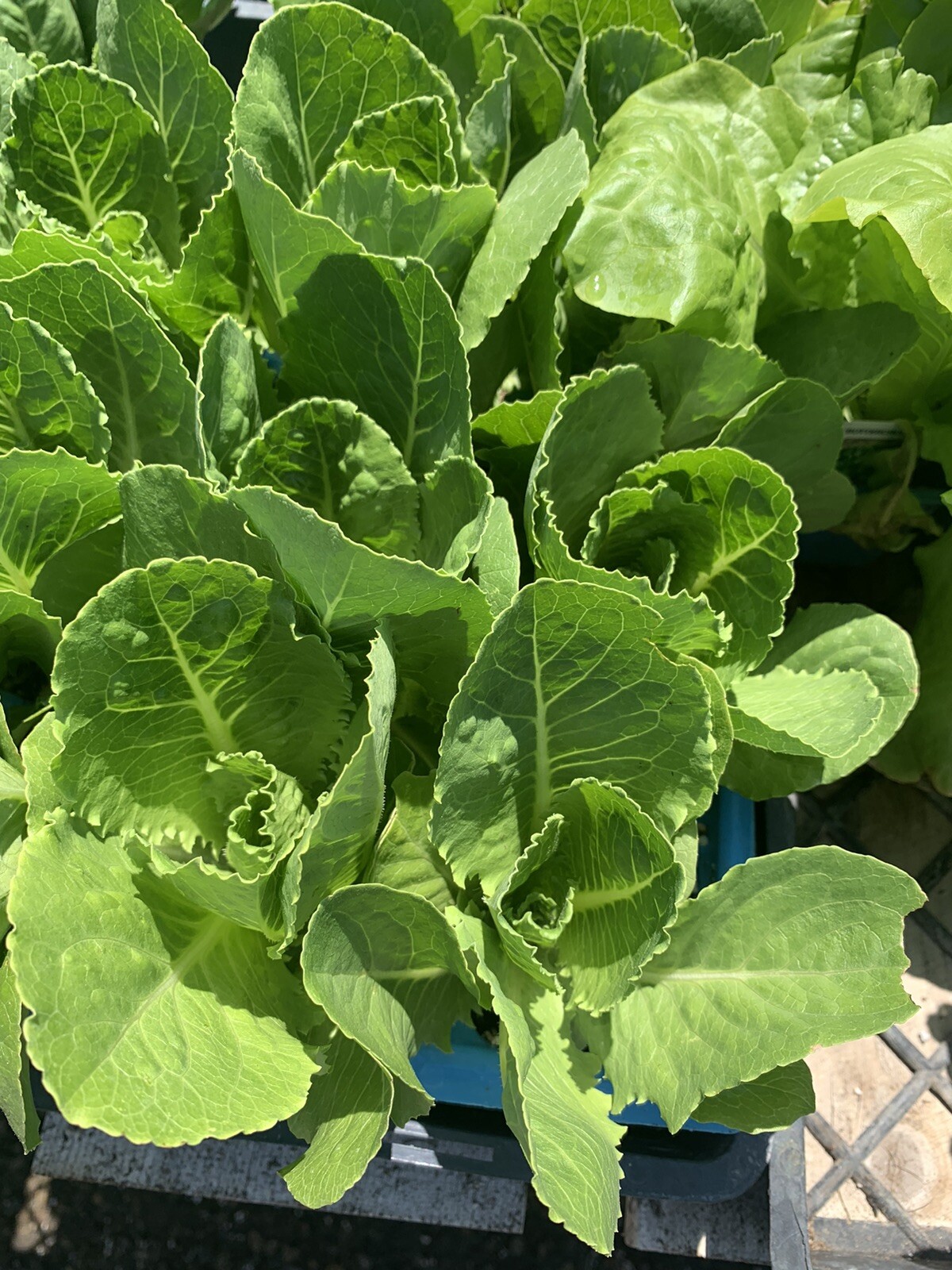 Organic ROMAINE LETTUCE 4 Inches Pot