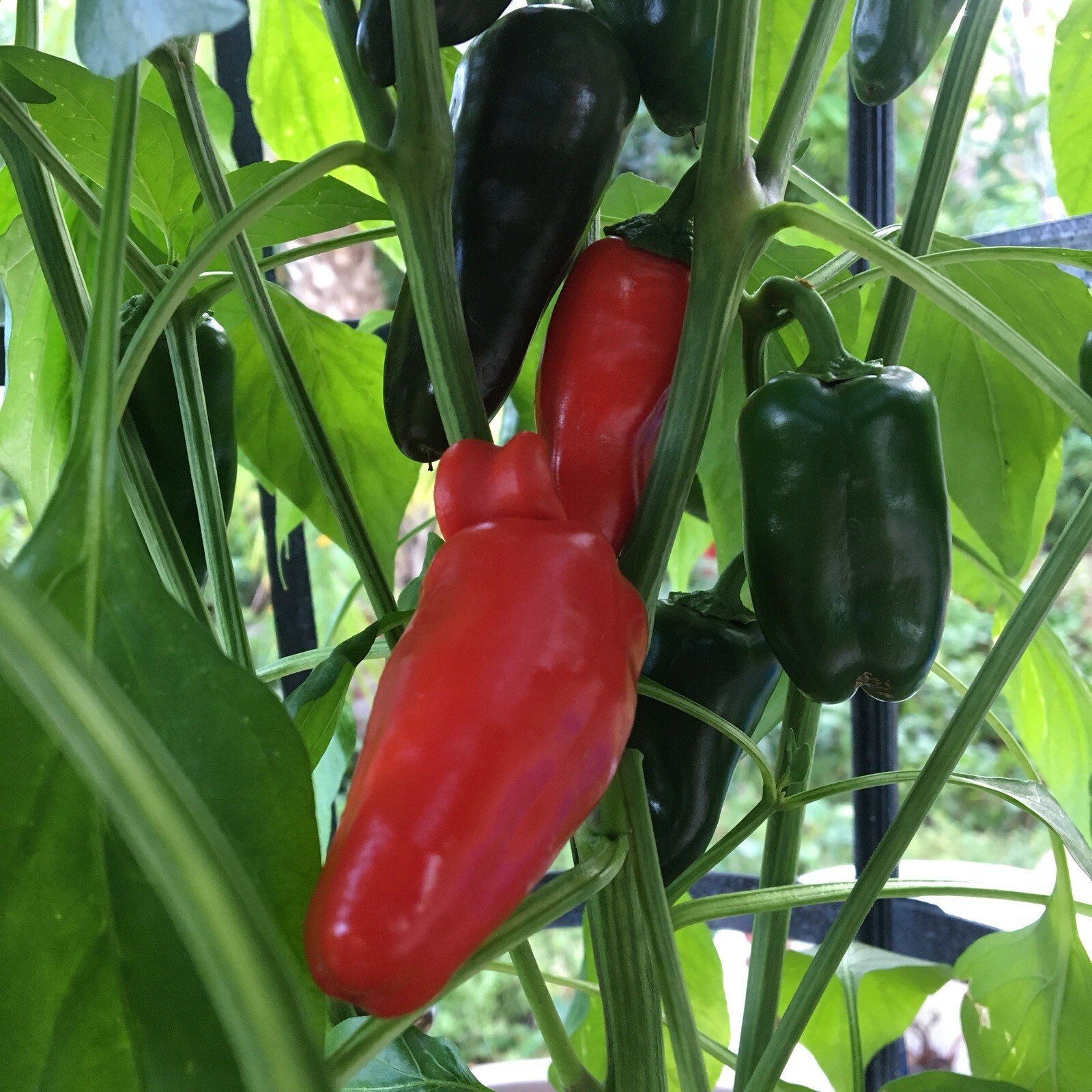10+ Mini Sweet Red, Orange, Yellow Mixed Pepper seeds (chili, chile)