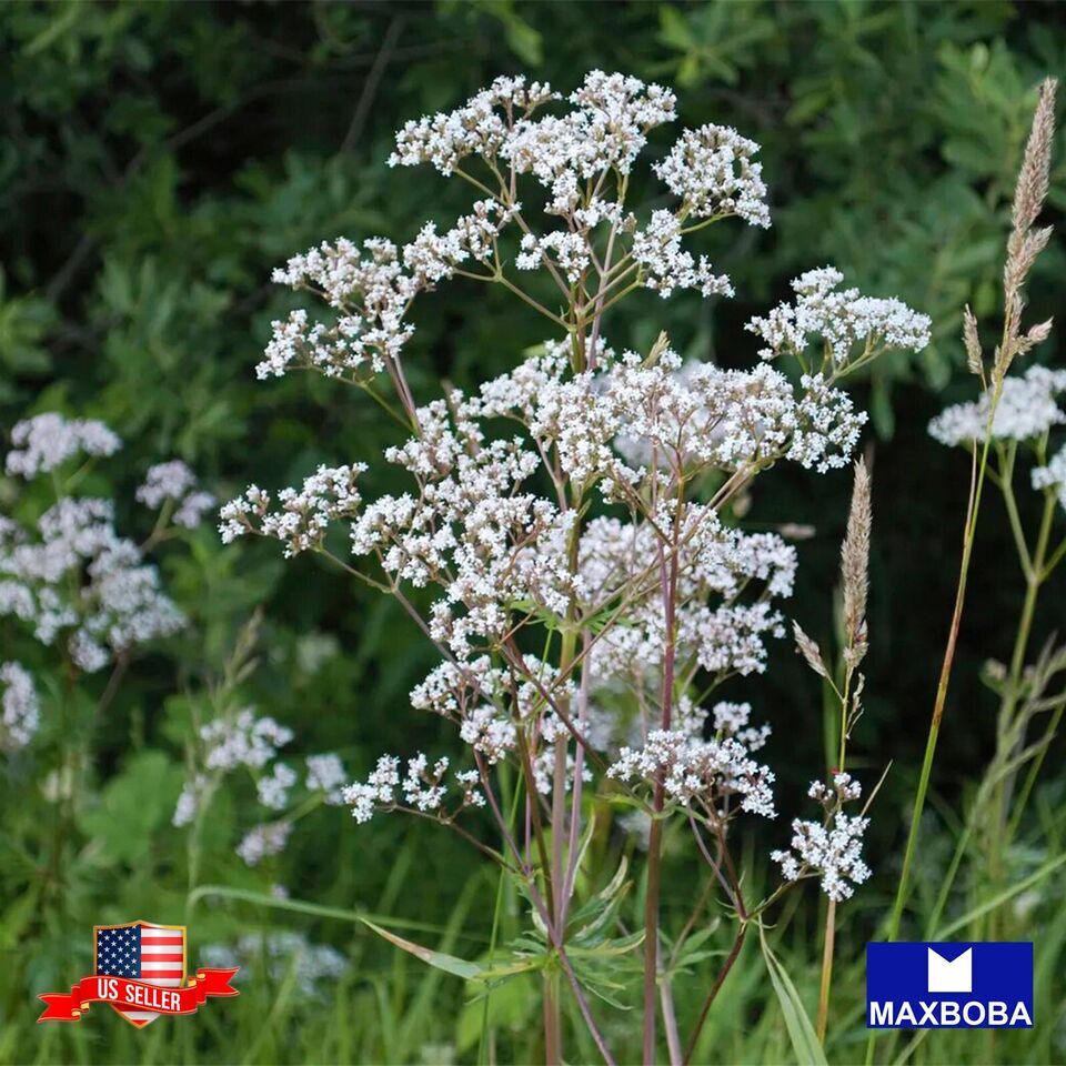 Anise Seeds Non-GMO Heirloom Open Pollinated Herb Garden