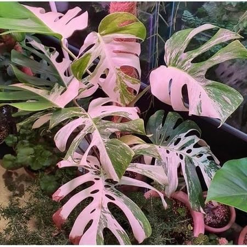 90PCS Fresh Monstera Plant Seeds, Rare Tropical Houseplant Seeds for Indoor & Ou