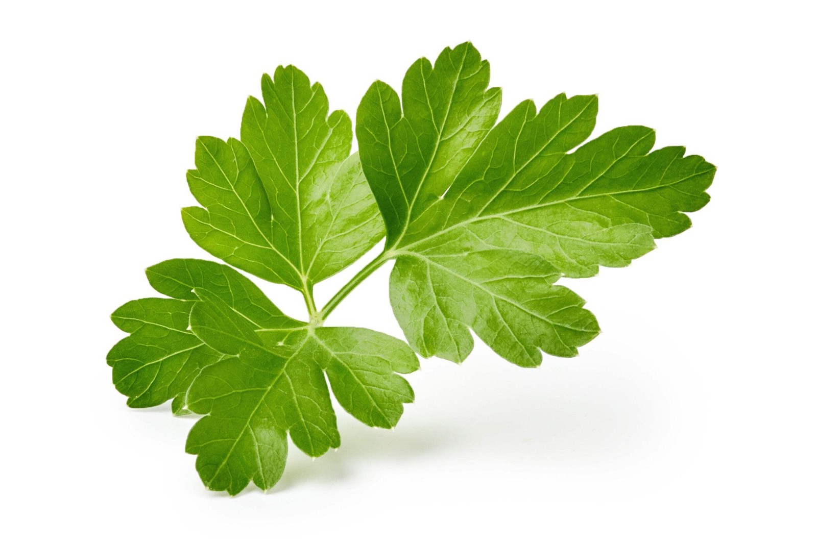 1000 GIANT ITALIAN FLAT LEAF PARSLEY Petroselinum Crispum Vegetable Herb Seeds