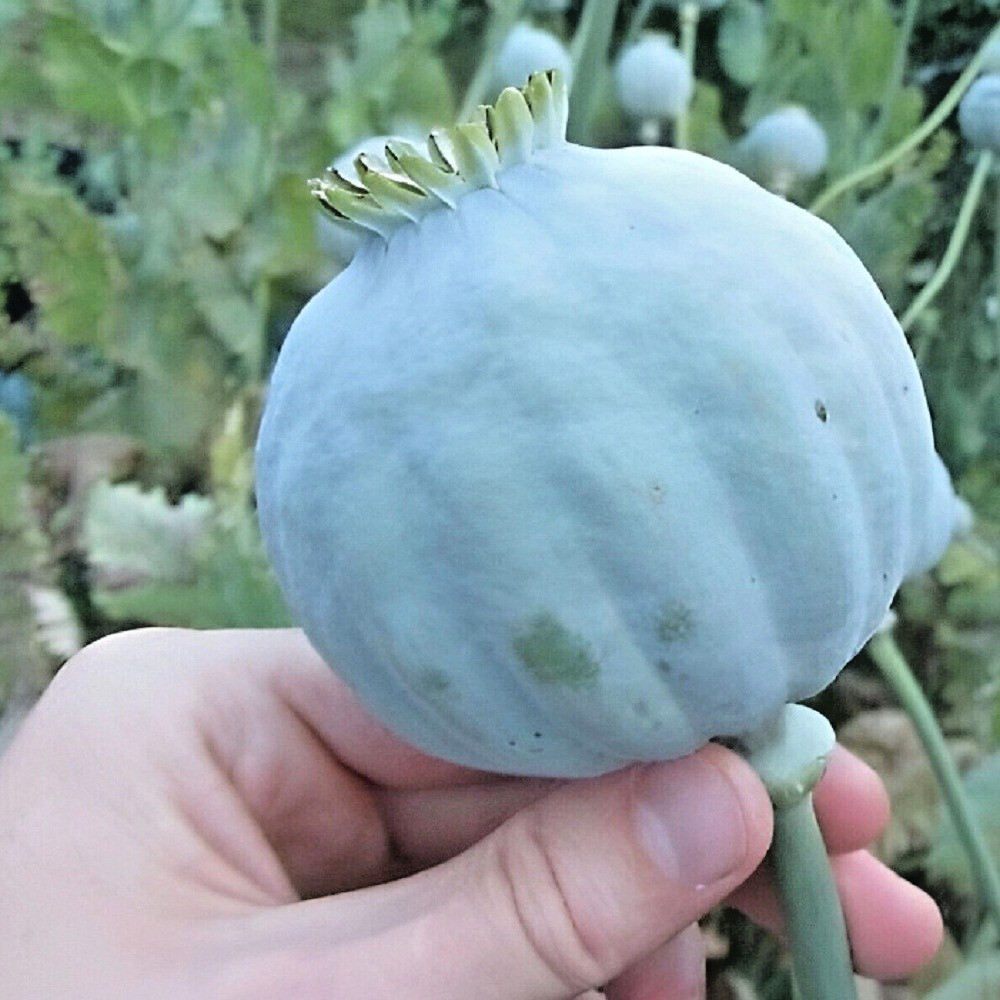 5,000 The Giant Rattler Poppy Seeds Stratified Giganteum Papavear Somniferum