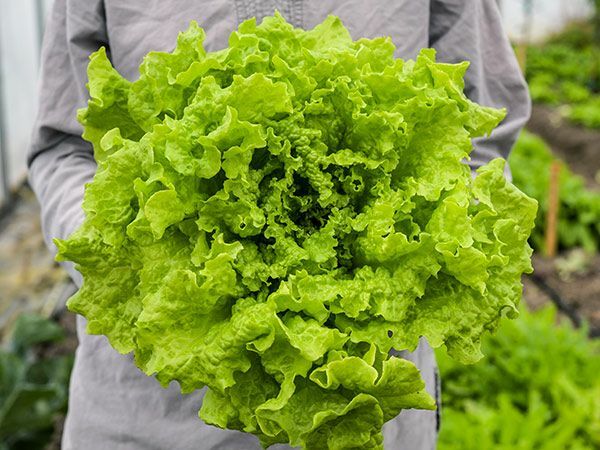 2000 BLACK SEEDED SIMPSON LETTUCE SEEDS ~ 2026 ~ heirloomseedguy ~ USA