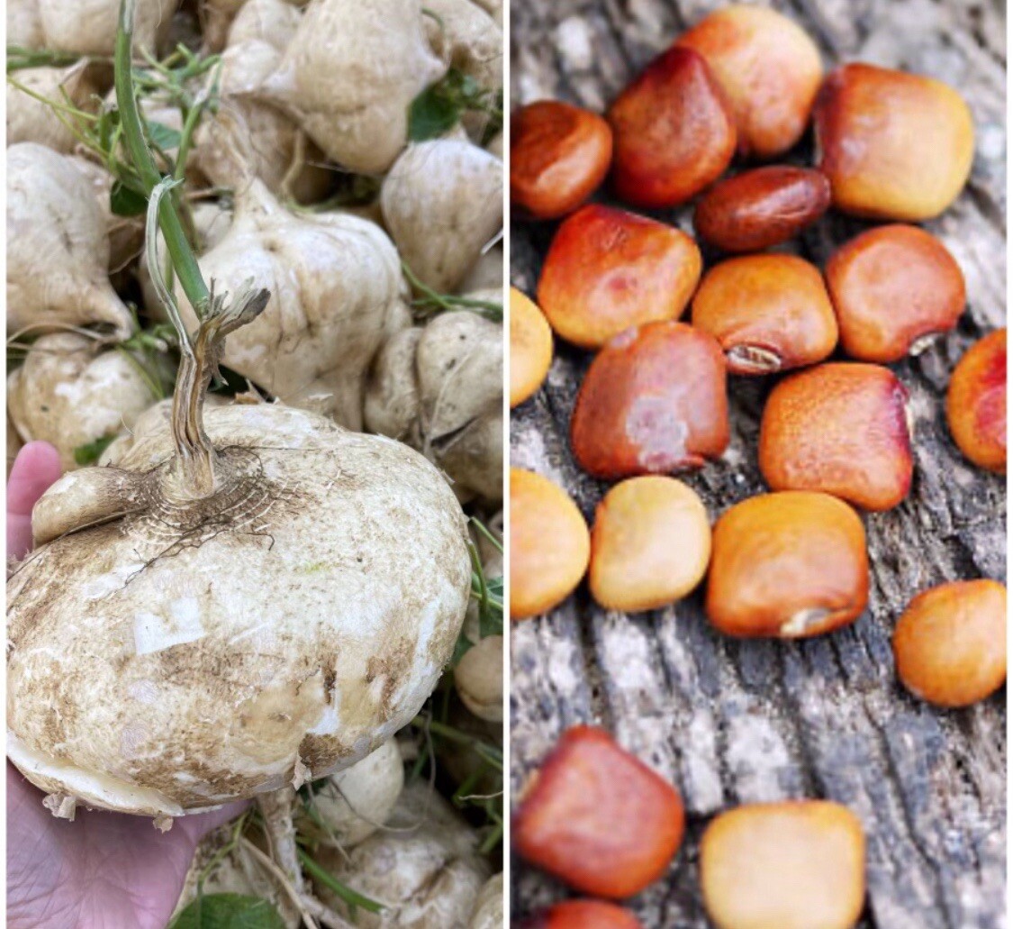 20+ Jicama Seeds |True Mexican Yam Bean Turnip Potato I Free Seeds included