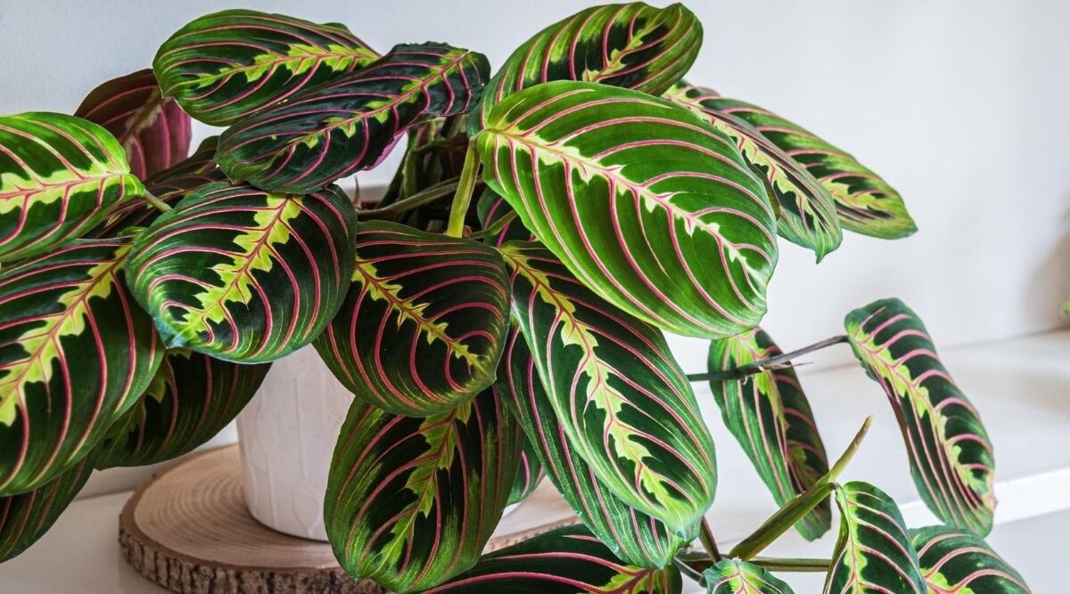 25+ Prayer Calathea Seeds for Garden Planting – USA – FREE SHIPPING!