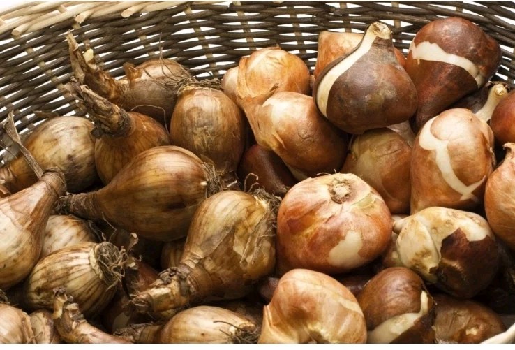 Yellow Dutch Master Daffodil Bulbs Lot Of 100 Ready To Grow Flowers
