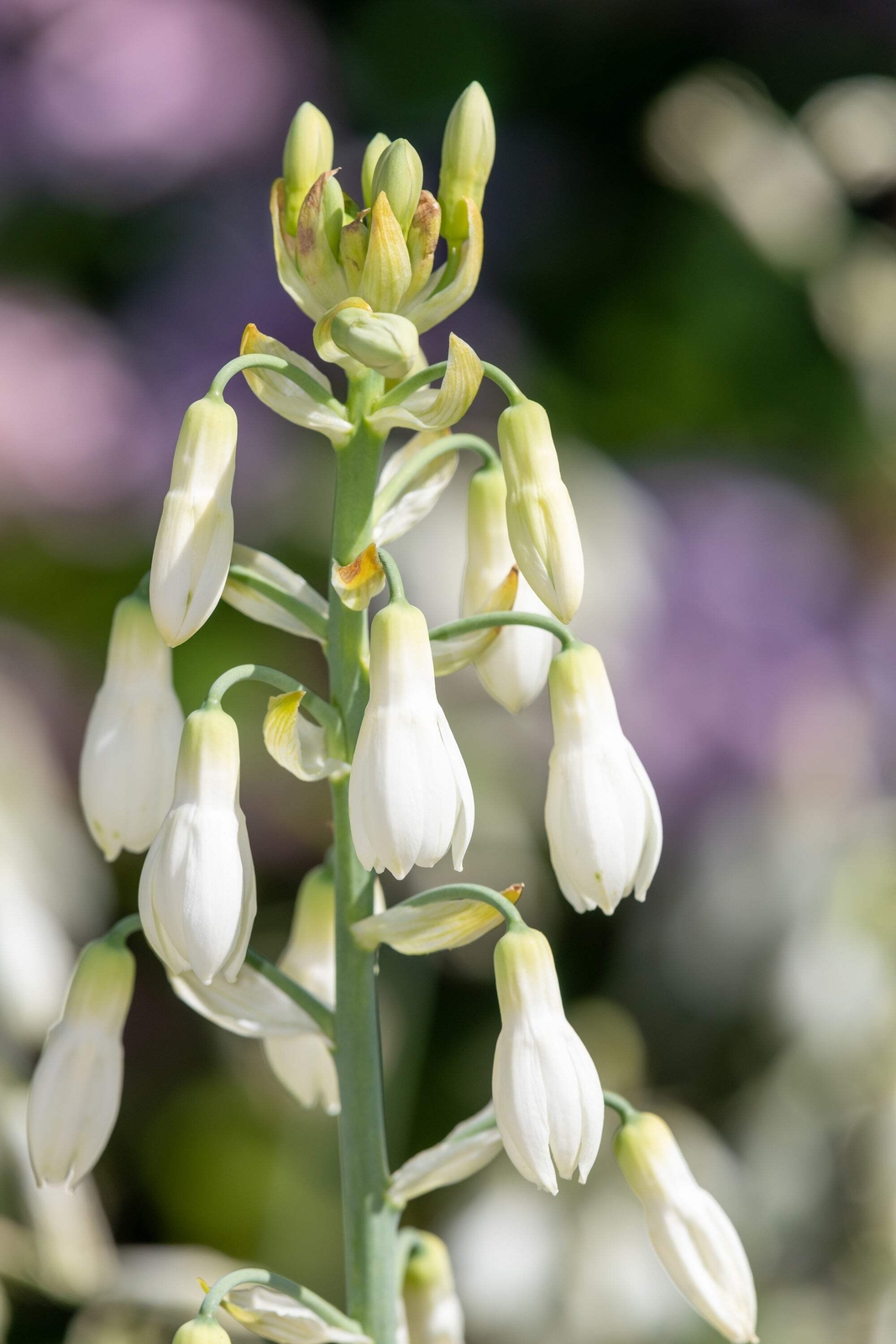 10 WHITE AFRICAN HYACINTH Cape Giant Summer Spire Lily Ornithogalum Flower Seeds